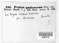 Bispora pallescens image